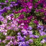 Fleurs - Aubriétia Variée - face recto